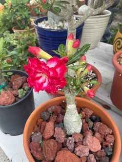 Desert rose / Rosa de desierto