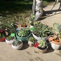 Many Beautiful Succulents 