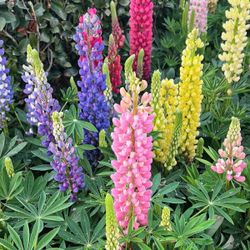 Beautiful Perennial Lupines. 50 Seeds.Heirloom, NonGMO, Organic Multicolor Seeds