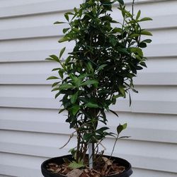 Evergreen Euonymus Shrub 