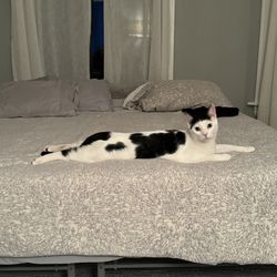 Coolsense King Mattress 