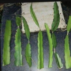 Dragon Fruit Pittaya Large Cuttings