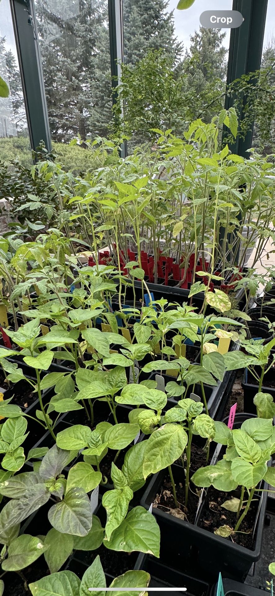 Extra Rare Seedlings, Peppers, Tomatoes, Melons, Herbs, Cucumbers