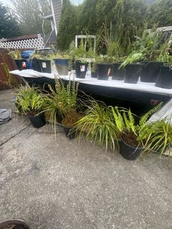 HUGE OUTDOOR PLANT SALE!