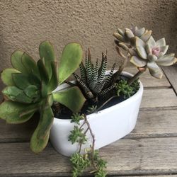 Succulent Arrangement In Ceramic Pot 