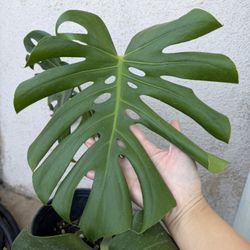 Monstera deliciosa 