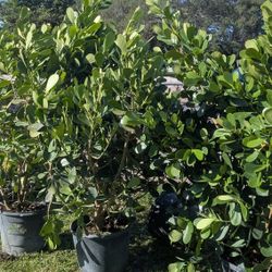 Huge Clusias Over 6 Feet Tall Instant Privacy Hedge For Fence