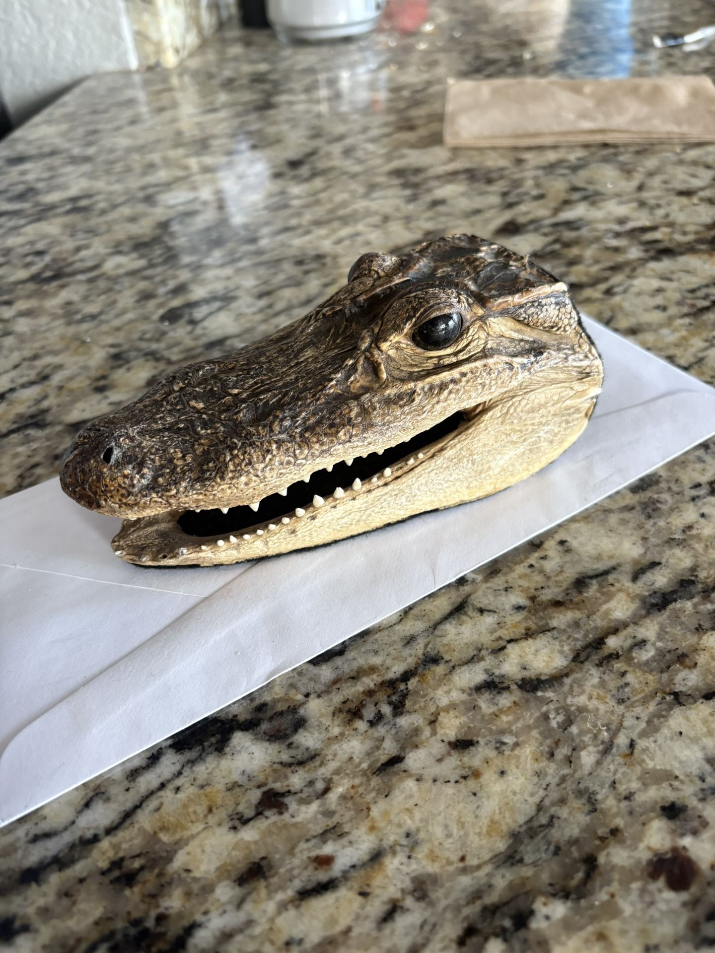 Taxidermy Alligator Head
