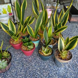 Variety Snake Plants 