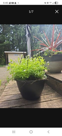 Cleavers or Catchweed Bedstraw Outside Plants