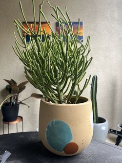Fire Cactus With Planter