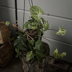 Assortment of plants