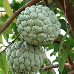 Sugar Apple Trees