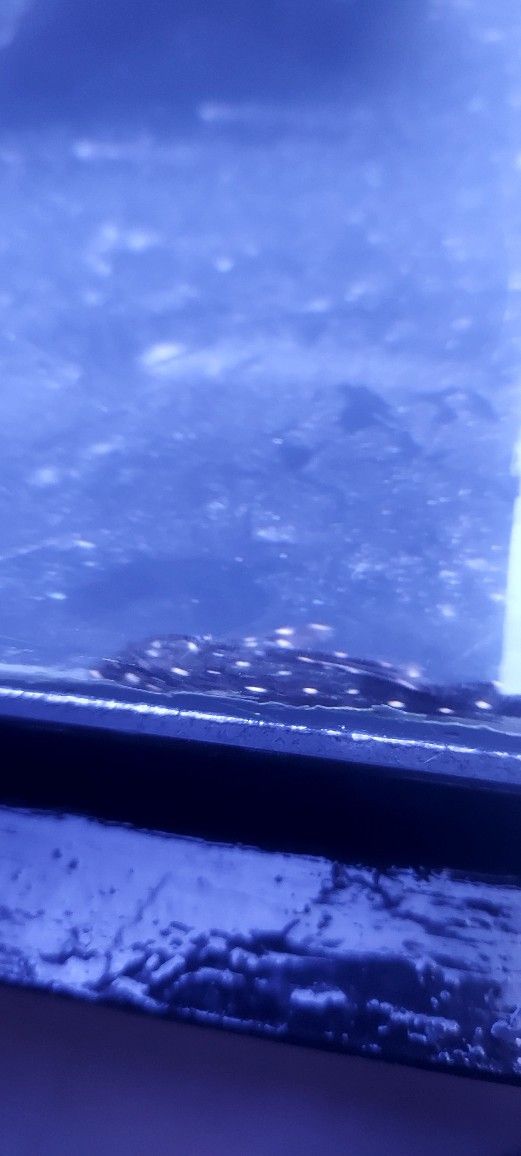 L-48 Mustard Spot Pleco