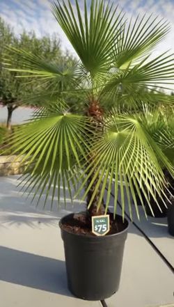 WINDMILL PALMS ON SALE NOW 