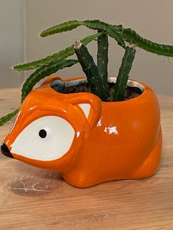 Organic Homegrown Dragon Fruit Cactus Succulent Houseplant Plant in decorative pot