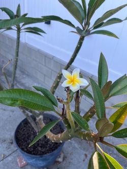Plumeria Hawaiian tree Hawaiian plant