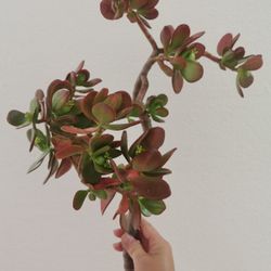 Big  Flowering golden red lucky  Jade plant 50 yrs old momey tree bonsai cutting 16" only 1, hurry