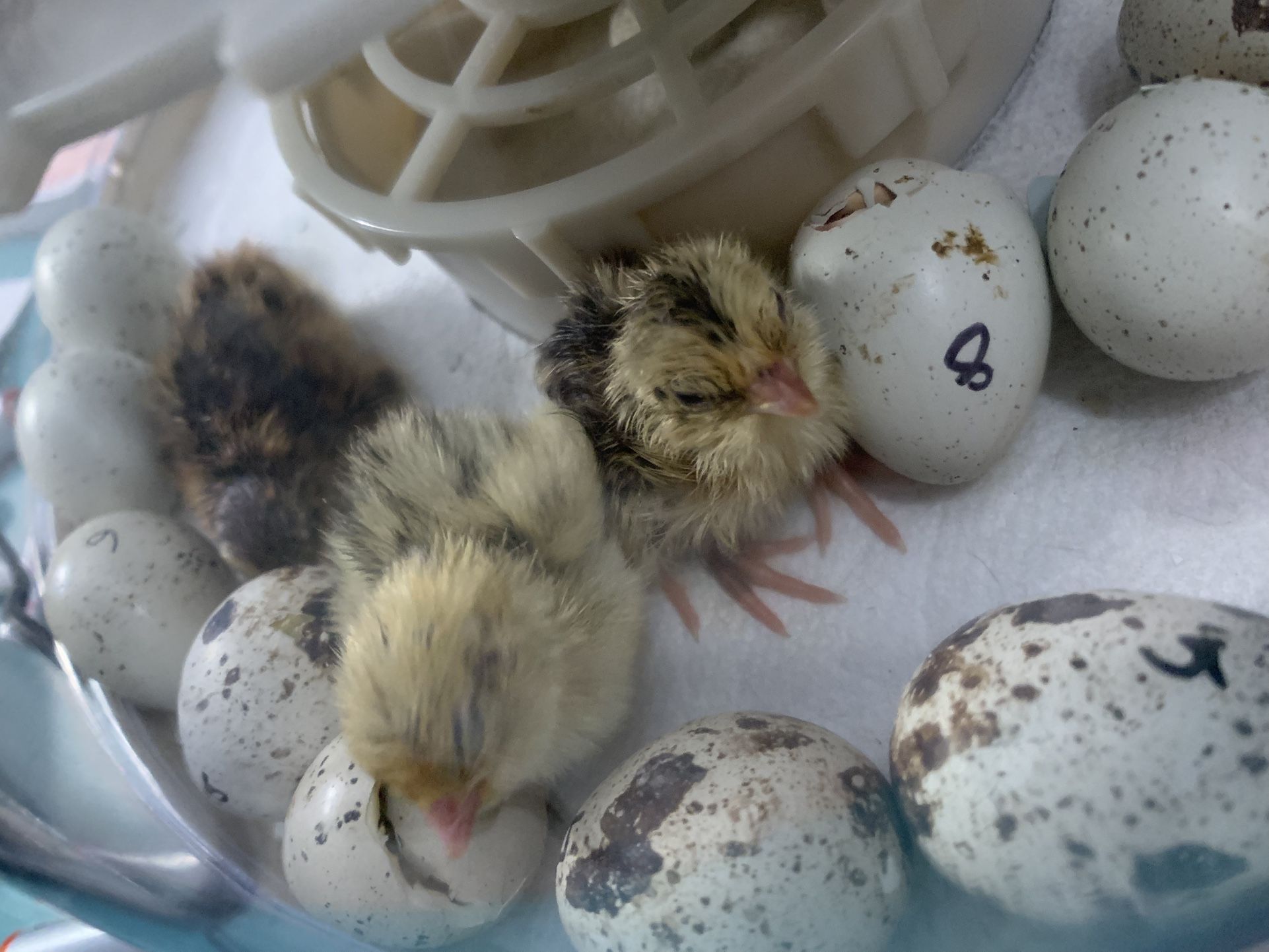 Quail Eggs, Chicks