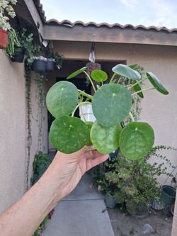 Pilea Chinese Money Plant $15