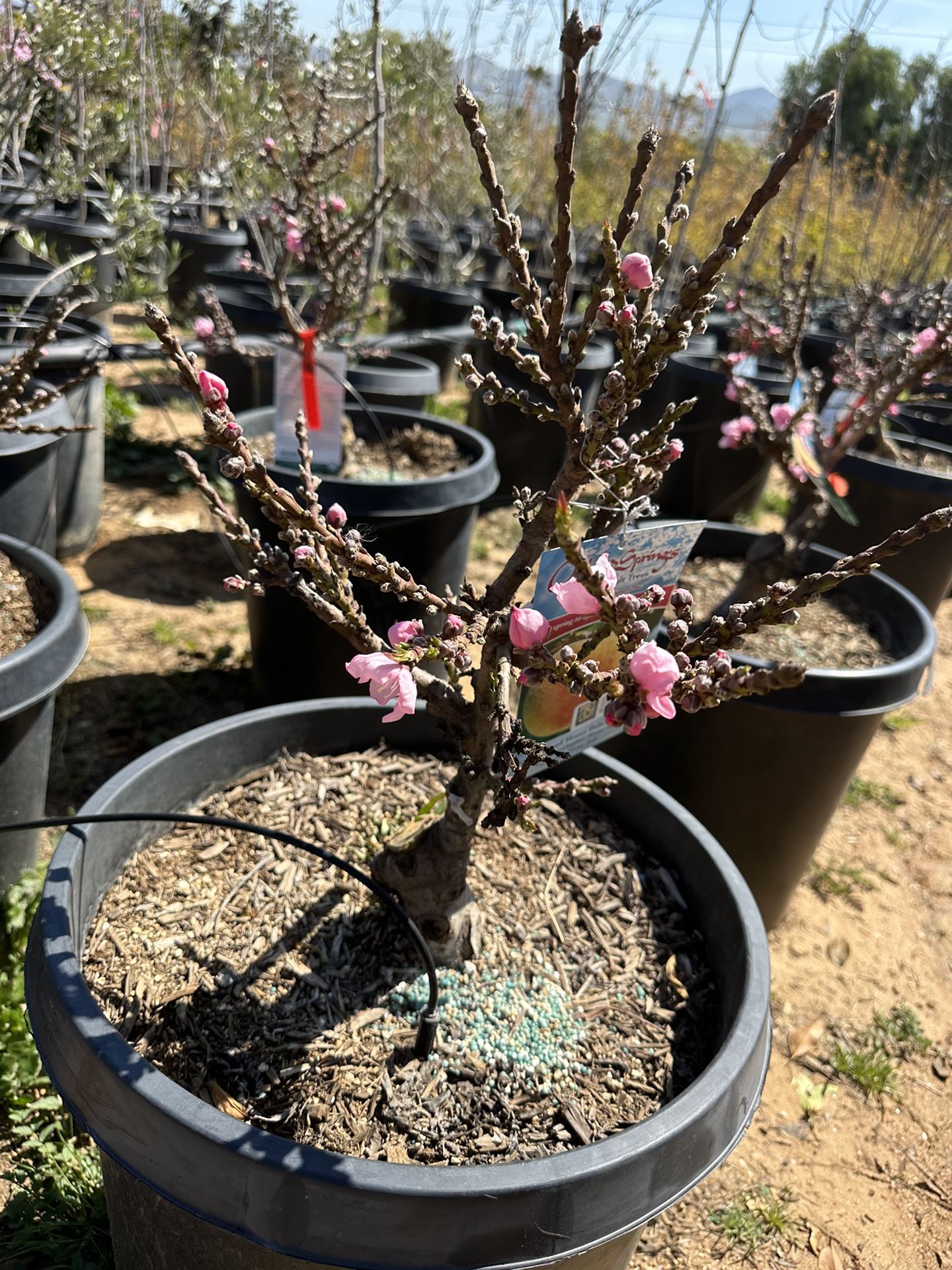 Dwaft Honey Babe Peach tree 15gal size