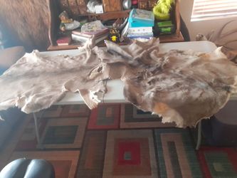 Tanned Deer Hide / Animal Skin 2 mule deer