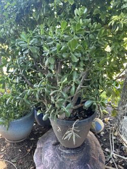 Jade Plant 