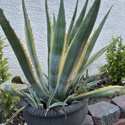 agave attenuata ableger Foxtail Agave