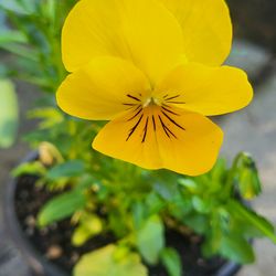Yellow Viola Flower Plants! Perennial Vareity! Several Colors Available! 2026 Plants Are Available!