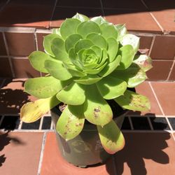Green Aeonium Succulent Plant