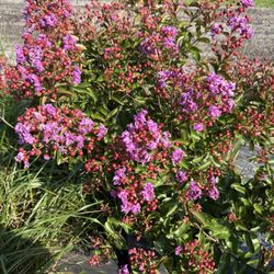 Crape Myrtle Trees Available!