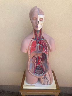 Made in Germany 3B Anatomical Torso Teaching Figurine