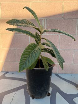 Loquat Tree