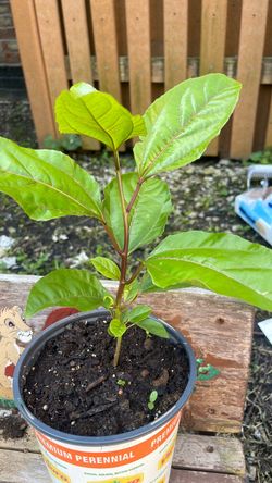 Passion fruit tree