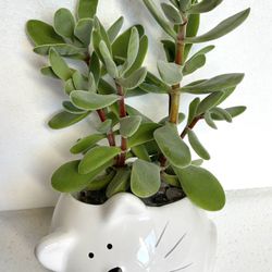 House Plant In Cute Ceramic Pot 4"H.
