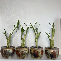 Bamboo Plants With Antique Vase $5 each