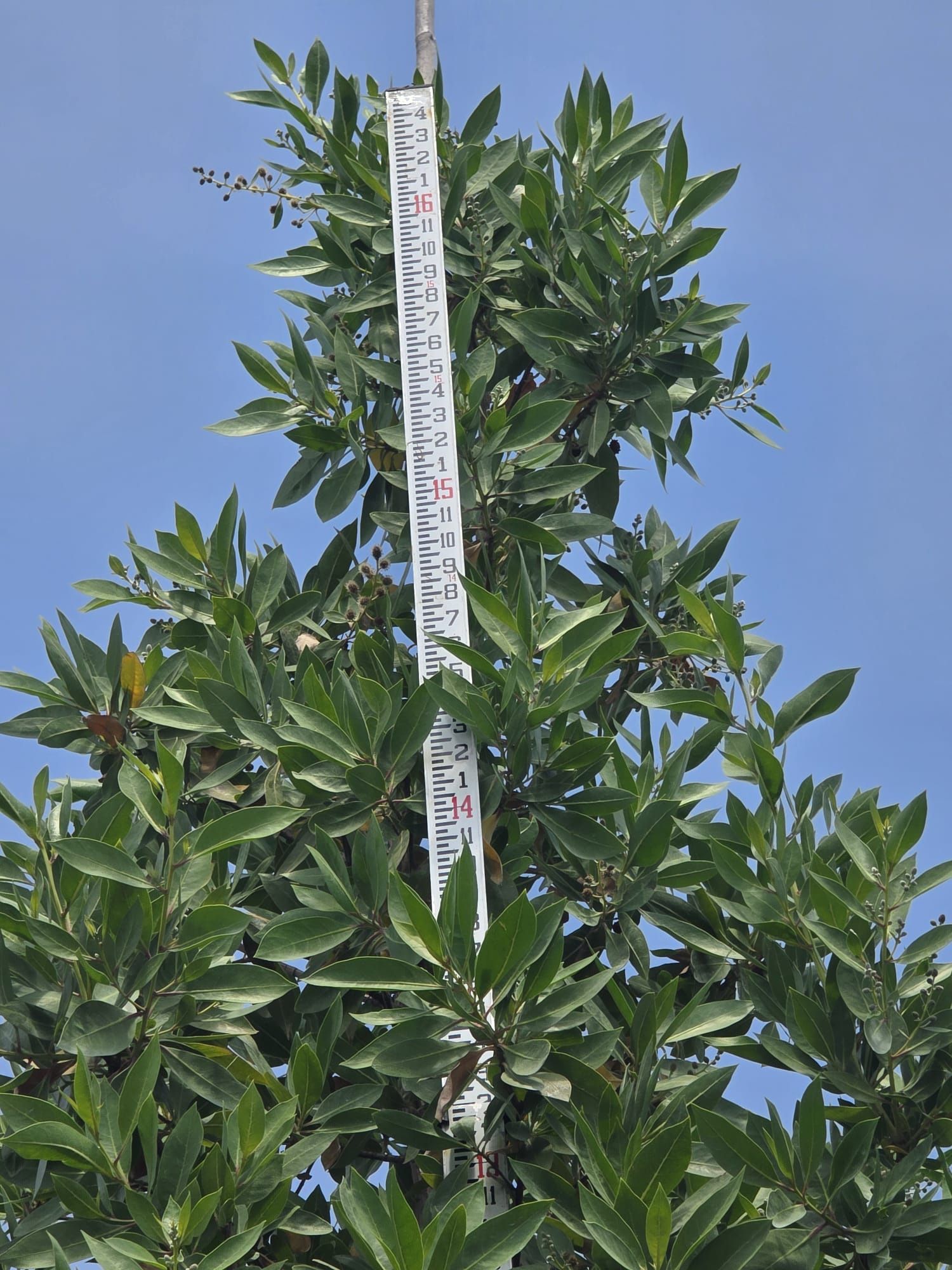 Green buttonwood trees of 45 Gl $210