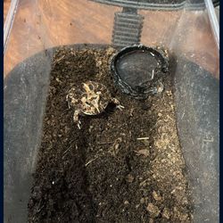 Small PAC-MAN Frog Enclosure 