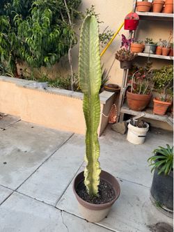 Variegated African candelabra cactus plant