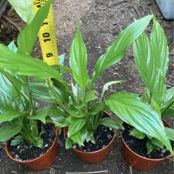 4” Pot Flowering Peace Lily, Sale$5ea/reg.$7ea Price Firm; 95817