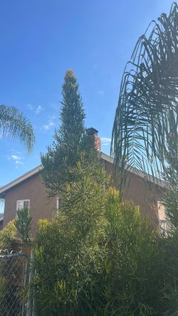 🌵 Huge Firestick (Pencil Cactus) Cuttings – Approximately 6 Feet Tall!