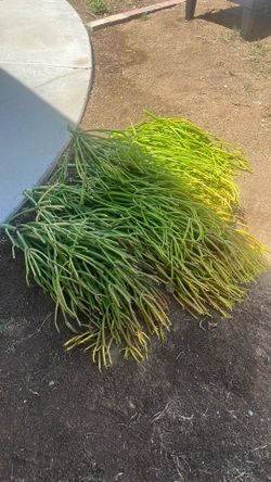 Plant/ Firestick clippings for planting