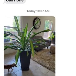 A Good Real House Plant Not Fake