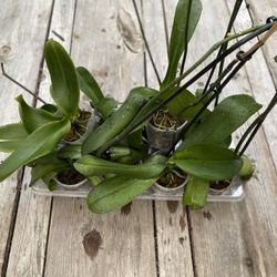 Phalaenopsis Orchid Plants 