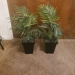 Fake  Plants Both 15