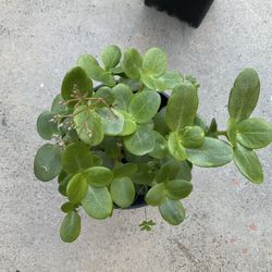 Beautiful Succulent Plant Crassula 