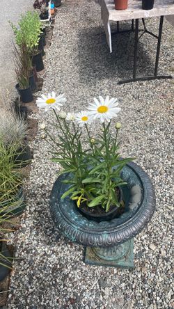 Daisy