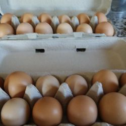 Fresh Farm Eggs 