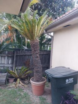 Sago Palm
