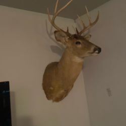 Nice White Tail Deer Mount